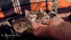 How To Pat 3 Kittens By Using One Hand