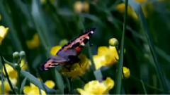 Spring Serenade