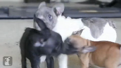 37 Seconds of Tiny French Bulldog Puppies