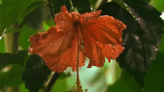 Raindrops