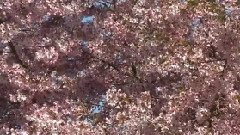 Giovanni Marradi - Joyful Spring