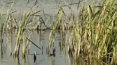 Secret Garden - Swan