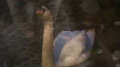 Frederic Delarue - Beautiful Swan