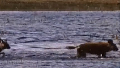 Okavango Animal Paradise
