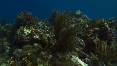 Flowers Of The Sea