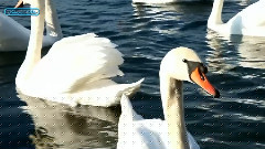 Lebada Mea(My Swan) Vitas