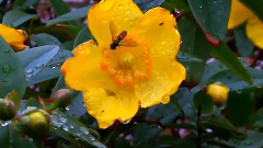 Apres La Pluie (After The Rain)