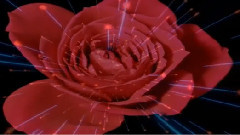 The Rose