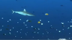 Theme From The Ocean