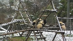 熊猫宝宝