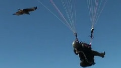 Fly With A Bird