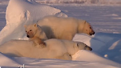 Cool Cute Polar Bear Cubs