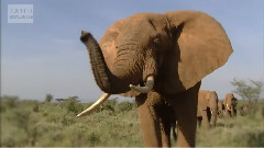 Even Baby Elephants Are Big