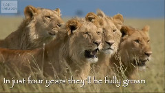 Baby King Of The Jungle