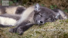 Adorable Arctic Foxes