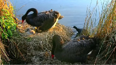 Black Swan