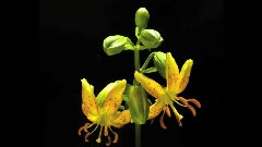 Flowering 2009