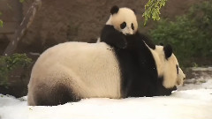 Panda Cub's First Snow Day