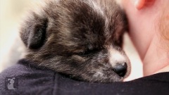 Cuddle With A Beautiful Akita Puppy
