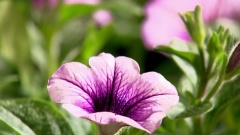 The Charm Of Color