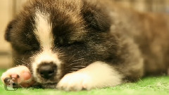Fluffy Akita Puppy Twitches In His Sleep