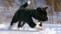Akita Puppies Play In The Snow