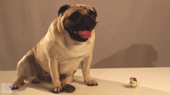 Toy Critic Pug