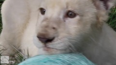 Lion Cub Kwanza Loves His Ball Of Yarn