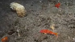 3D海底世界之六