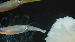 3D海底世界之四
