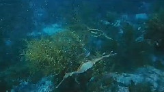 3D海底世界结束篇