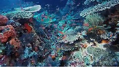3D海底世界之一