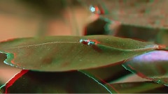 甲虫雨林冒险