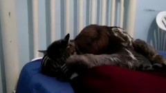 Sloth Getting Intimate With A Cat