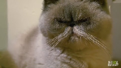 My Cat From Hell