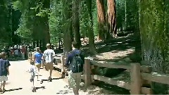 红杉树国家公园