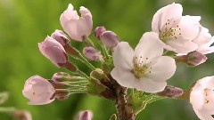 绽放的花
