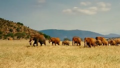 Born To Be Wild