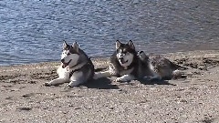 Alaskan Malamutes At Pyramid Lake, Nevada