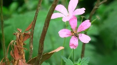 The Rose
