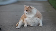 Capital Fat Cat