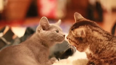When Bub Met Spooky