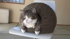 I Am Maru 5