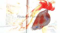 Live Goldfish Painting