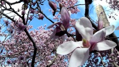 Spring Blooms and Flowers