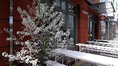 Spring Blooms