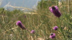 Summer Wildflowers