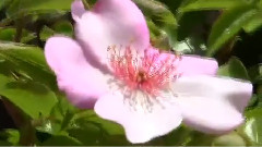Welcome To My Rose Garden