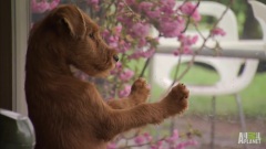 Artistic Irish Terrier Pups