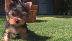 Yorkie Puppies First Time On Grass